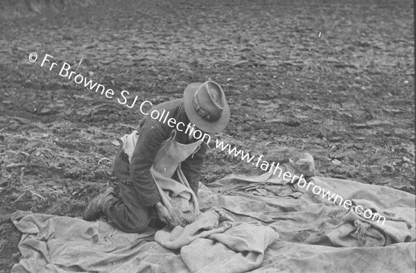 SOWING EARLY WHEAT